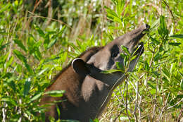 Image of Brazilian Tapir