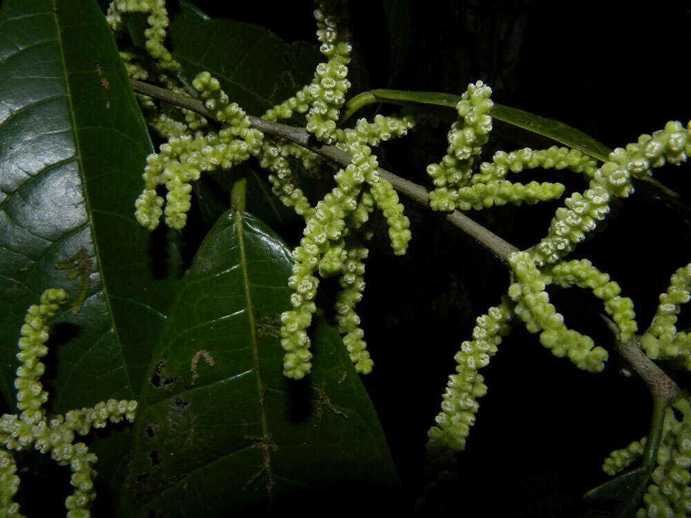 Image of Pubescent Sorocea (tree)