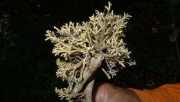 Image of Chondrodendron