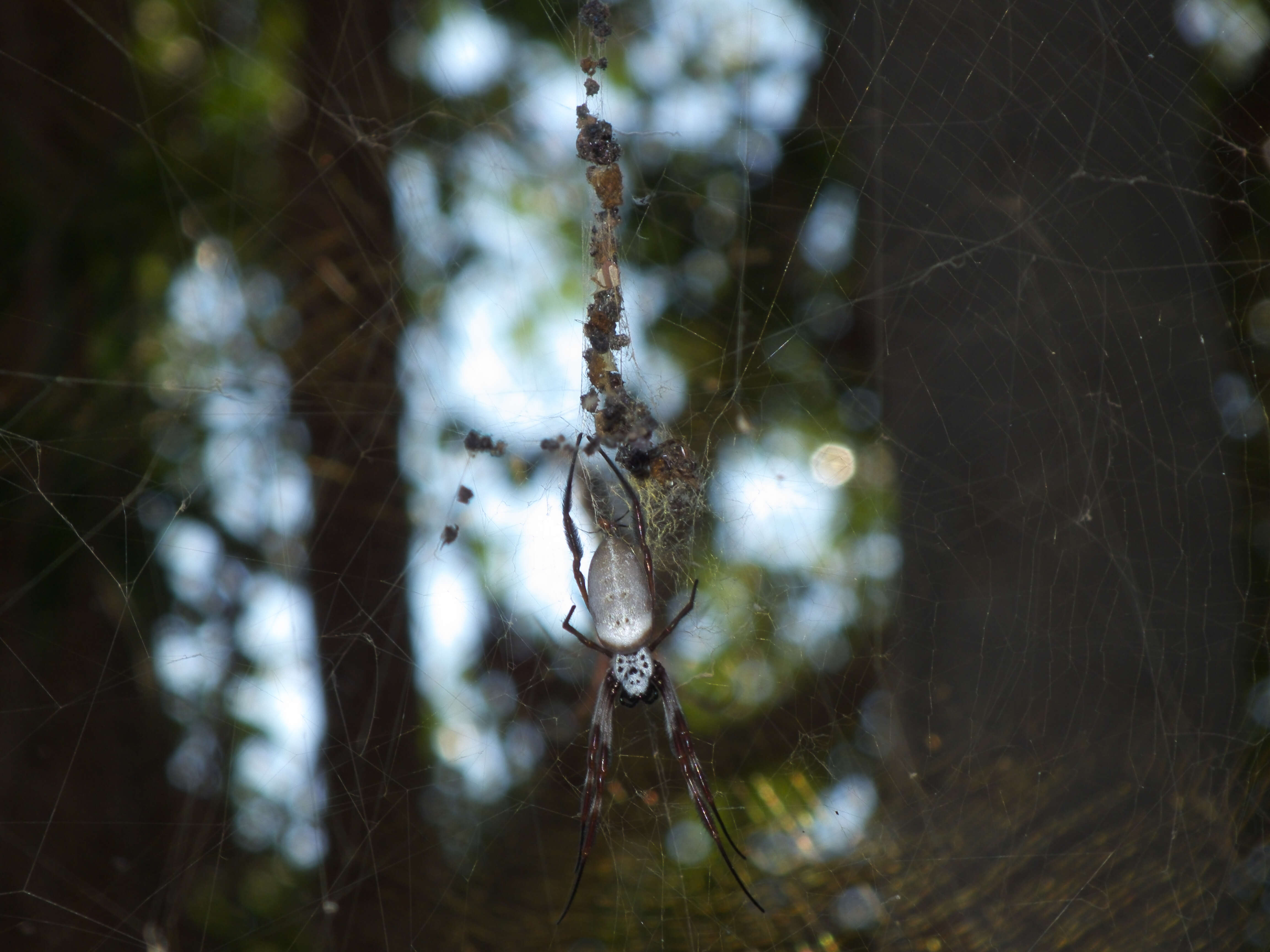 Image of Nephilidae