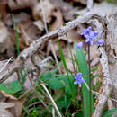 Image of Scilla bithynica Boiss.