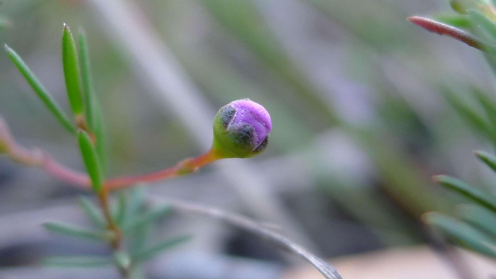 Image of Euryomyrtus ramosissima (A. Cunn.) Trudgen