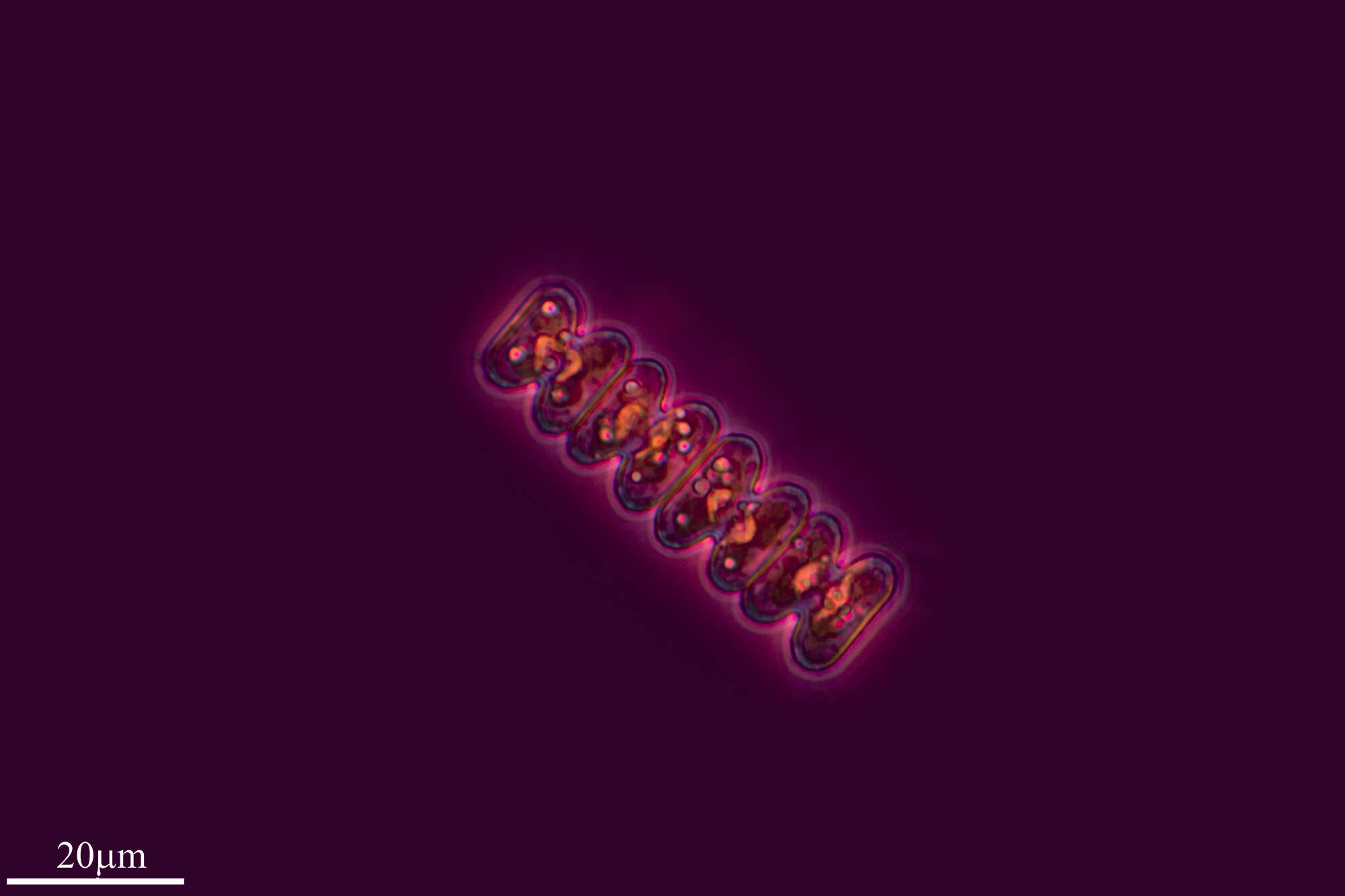 صورة Spondylosium planum