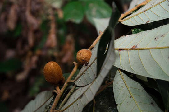 Image of Knema tonkinensis (Warb.) W. J. J. O. de Wilde