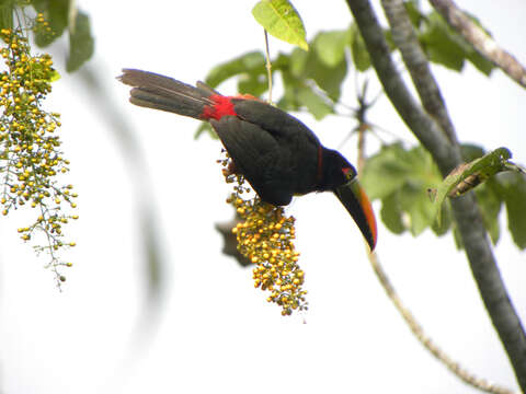 Image of Fiery-billed Aracari