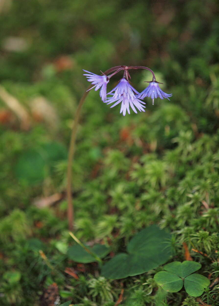 Image of Soldanella montana Willd.