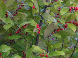Image of holly