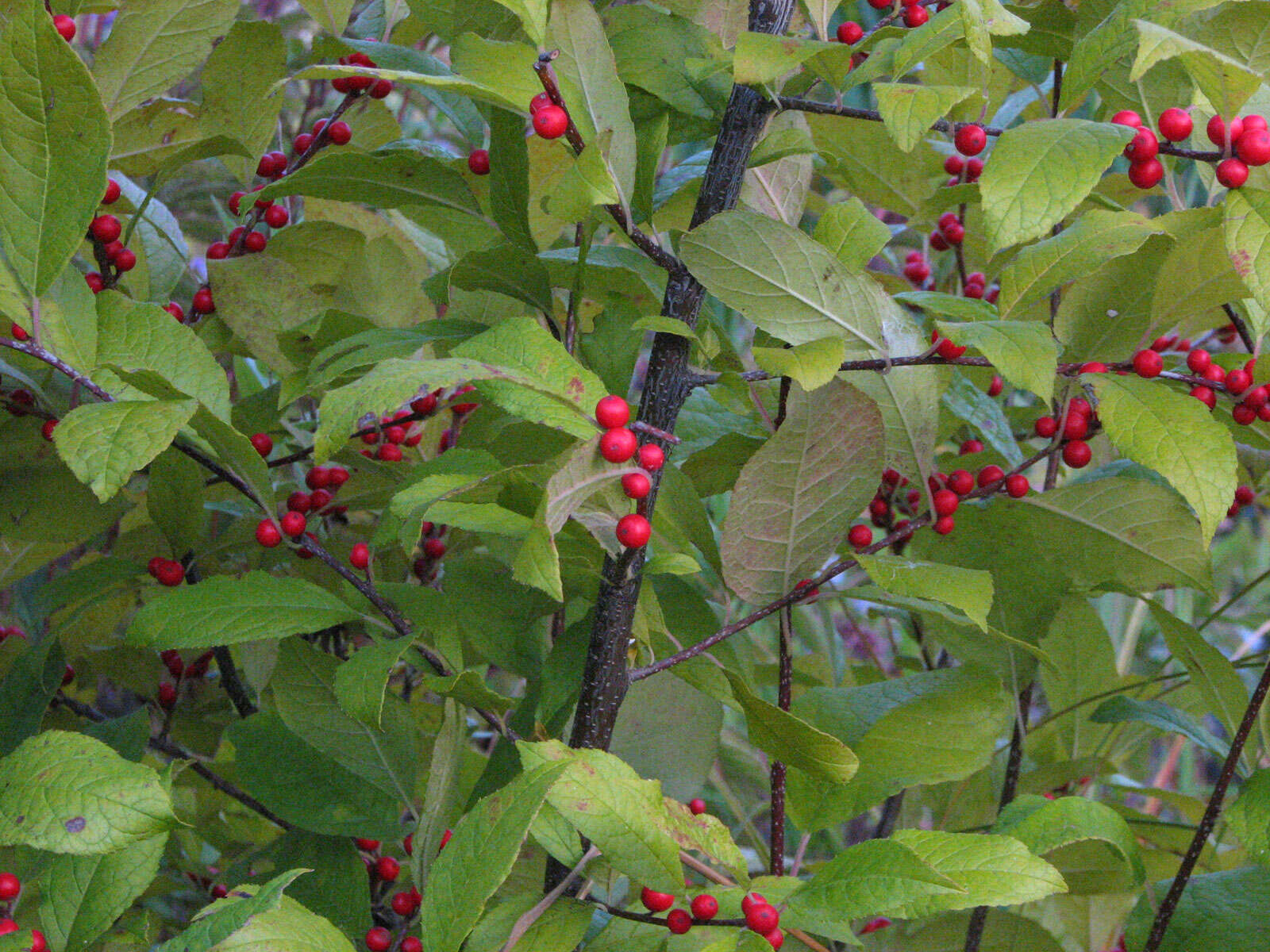 Ilex verticillata (L.) A. Gray resmi