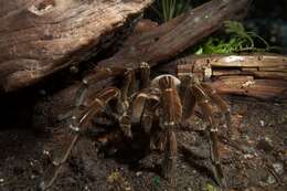 Image of Theraphosa