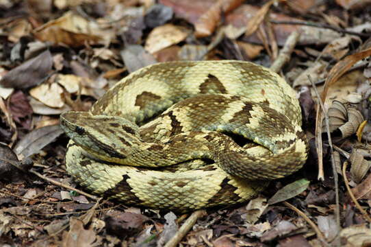 Imagem de Bothrops Wagler 1824