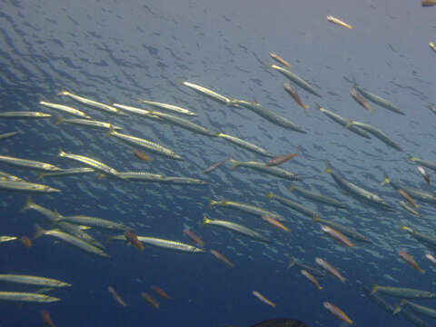 Image of Yellowtail barracuda