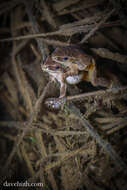 Image of Chorus Frogs