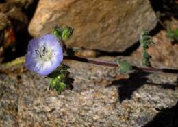 Phacelia distans Benth. resmi