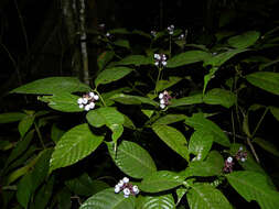 Palicourea acuminata (Benth.) Borhidi resmi