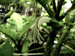 Imagem de Cyanea lobata subsp. lobata