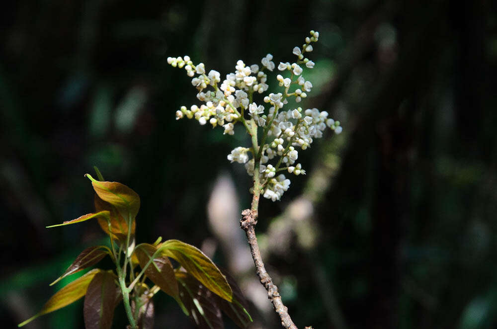 Image of Sabiaceae