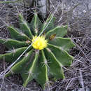 Image of Ferocactus echidne (DC.) Britton & Rose