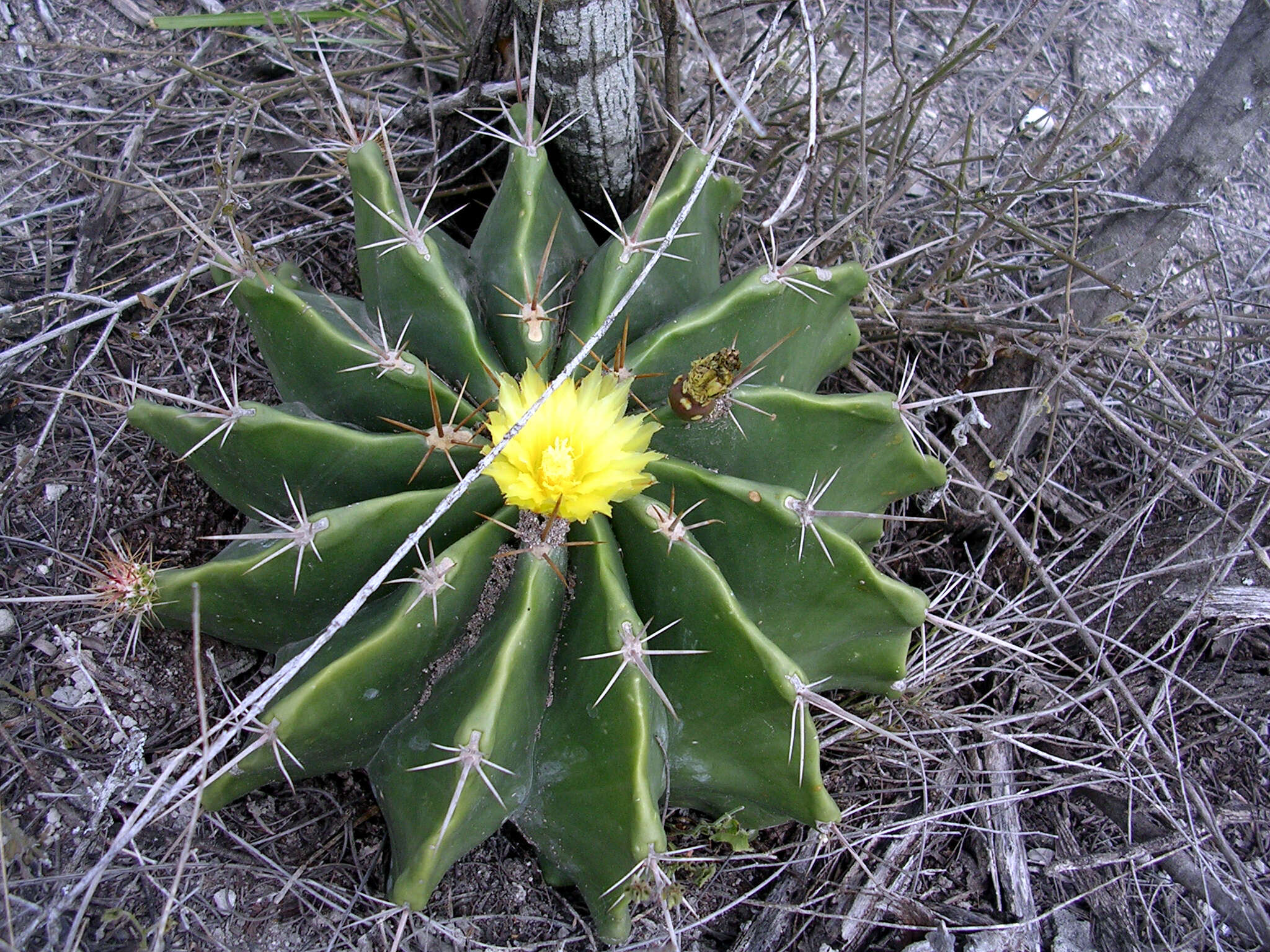 Image of barrel cactus