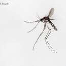 Image de Aedes albopictus Skuse 1894