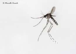 Image of Asian Tiger Mosquito