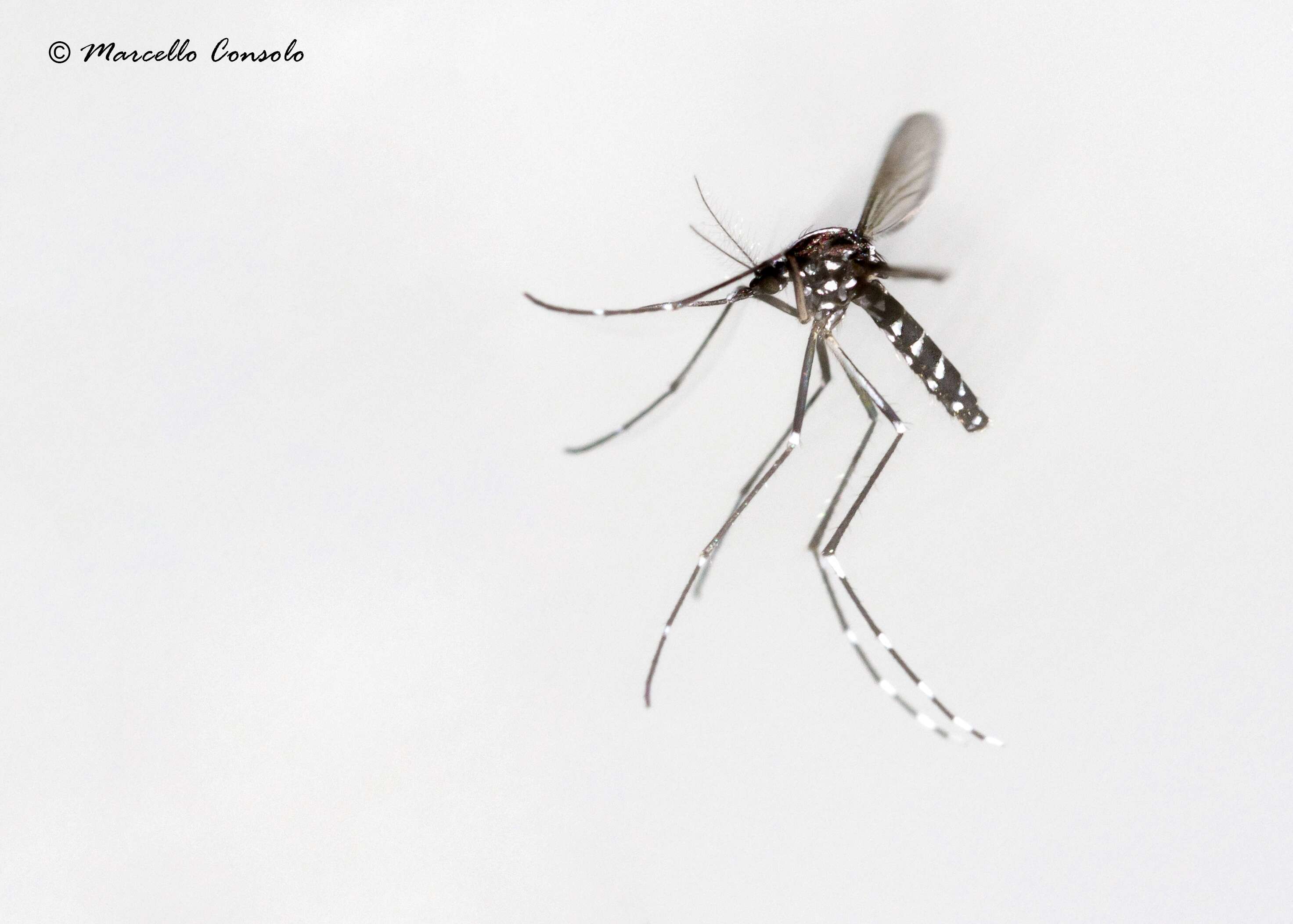 Image of Asian Tiger Mosquito