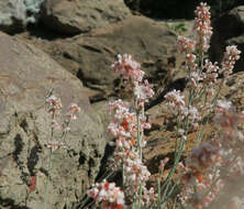 Imagem de Eriogonum wrightii Torr. ex Benth.