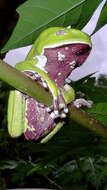 Image of Leaf Frogs