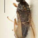Image of Semiotellus fumipennis Thomson 1876