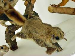 Image of American Flying Squirrels