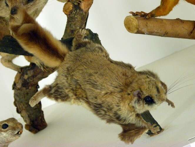 Image of Mexican Flying Squirrel