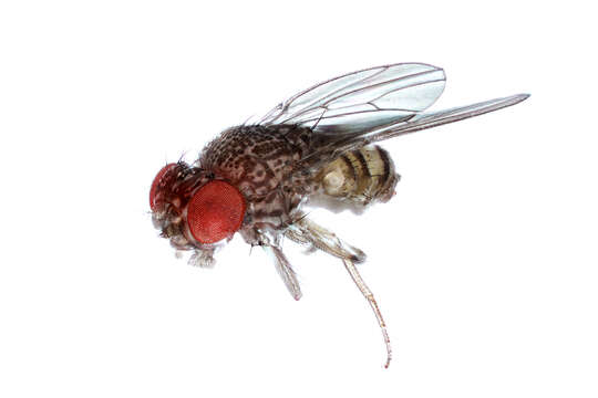 Image of fruit fly