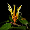 Image of Heliconia longiflora R. R. Sm.