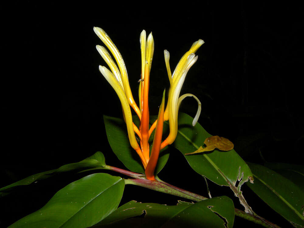 Image of Heliconia longiflora R. R. Sm.