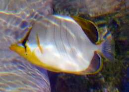 Image of Goldheaded Butterflyfish