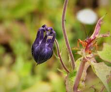 Image of columbine