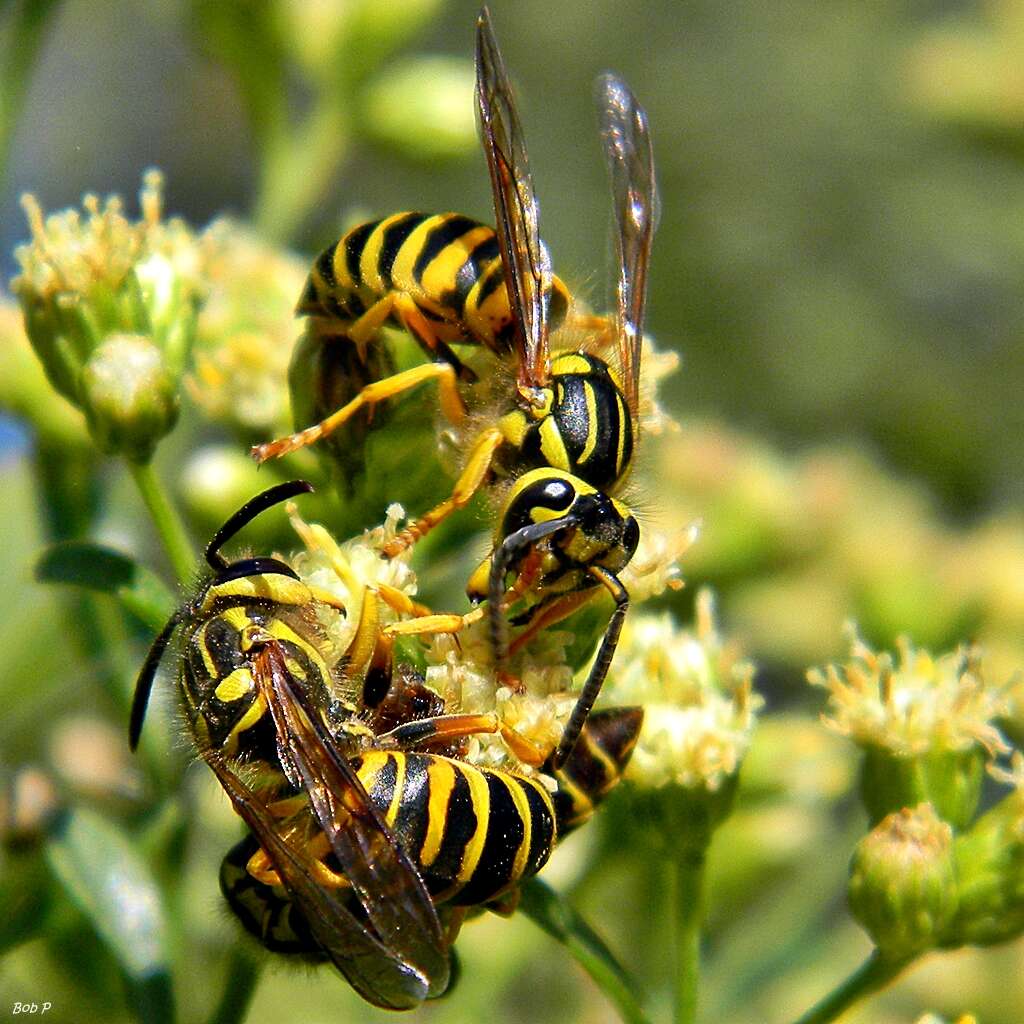 Vespula squamosa (Drury 1770) resmi