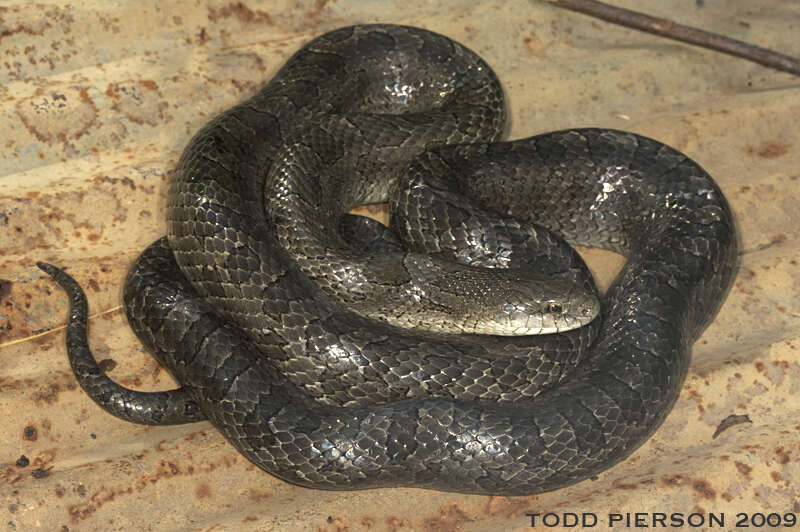 Image of Kingsnakes