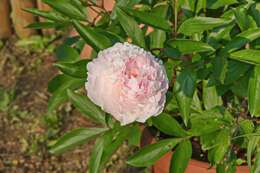 Image of peony