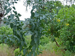 Image of tree tobacco