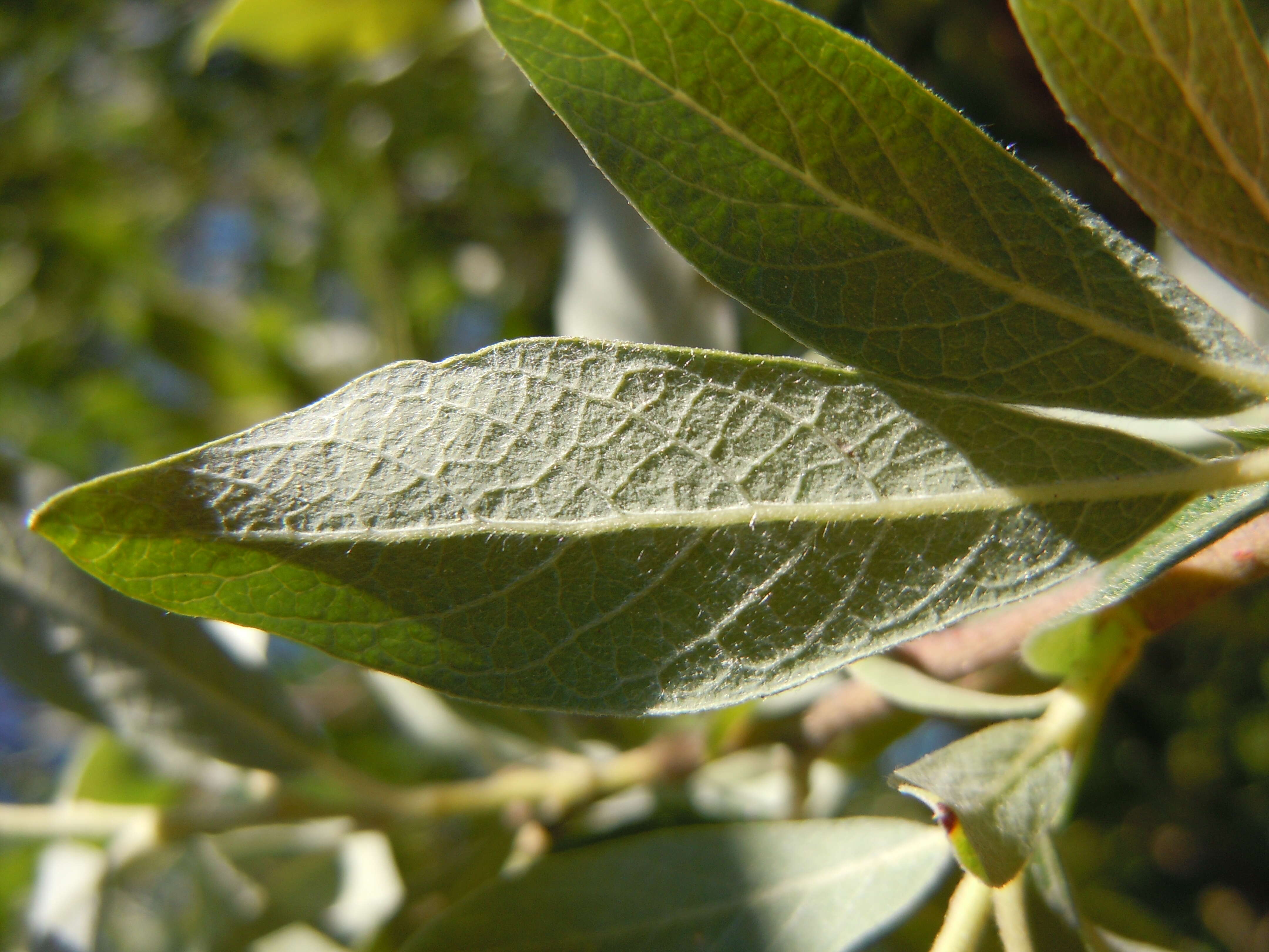 Salix bebbiana Sarg.的圖片