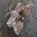 Image of poplar hawk-moth