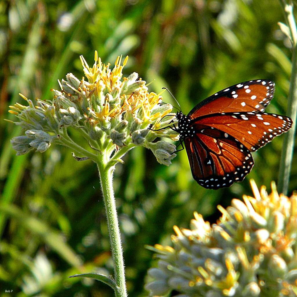 Sivun Danaus (Anosia) gilippus Cramer 1775 kuva