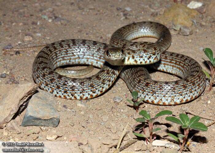 Image of Dolichophis Gistel 1868