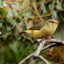 Image of Buff-rumped Thornbill