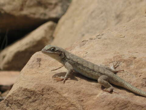 Image of Duges' Spiny Lizard