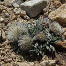 Sivun Townsendia leptotes (A. Gray) Osterh. kuva