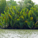 Image of Mangrove Palm