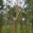 Image of Austrosipyloidea carterus (Westwood 1859)