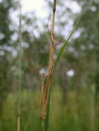 Image of Austrosipyloidea