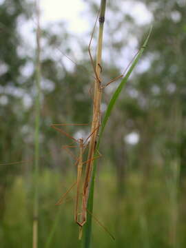 Image of Austrosipyloidea